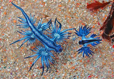 Blue Dragon The Mythical Looking Creature Is Another Type Of Sea Slug