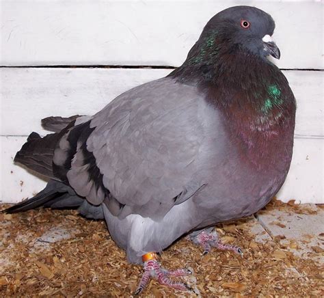 American Giant Runt Pigeon Pigeon Breeds Pigeon Pictures Breeds
