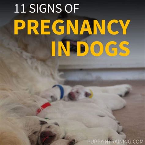 How Can You Tell If Your Dog Is Pregnant Without Going To The Vet 11