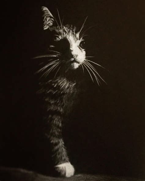Cat On Black Paper With White Colored Pencil Drawing