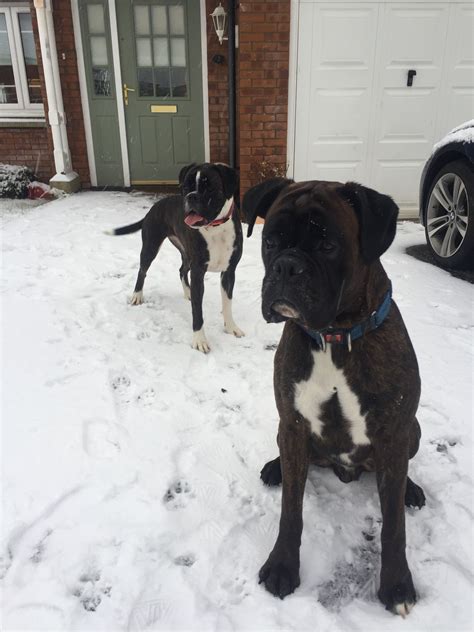 Jones7 boxer puppies they are gorgeous and ready for their new homes they are current on all vaccinations and also akc registered. Pin van Andy Rochester op Boxers