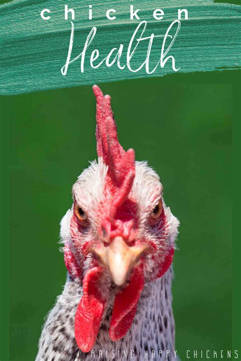 Chicken Health How Best To Manage Your Flocks Well Being