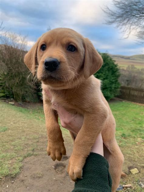 Black, chocolate and yellow labs. Fox Red Labrador Puppy | Dunkeld, Perthshire | Pets4Homes