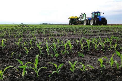 Corn Prices Fall As Farmers Plant More Wsj