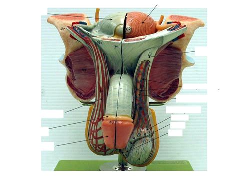 Male Pelvic Muscle Anatomy