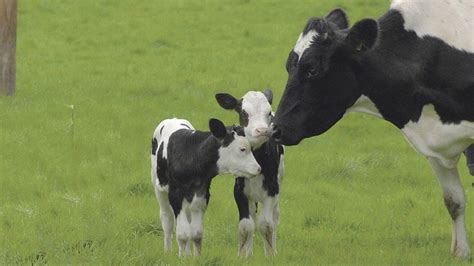 Why Twining Occur In Dairy Cows Advantages And Danger