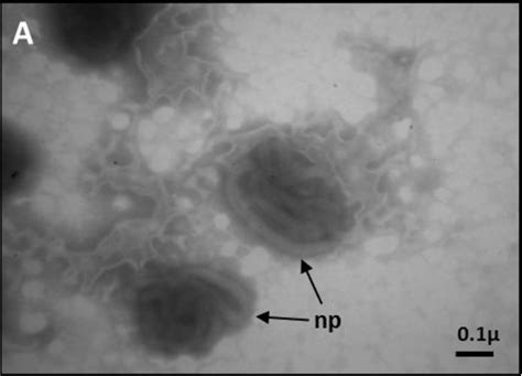 Figure 1 From The Apis Mellifera Filamentous Virus Genome Semantic