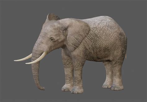 African Elephants 3d Model With Animation And Pbr Textures