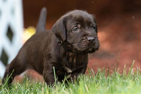Pudelpointer Dog Breed Information American Kennel Club