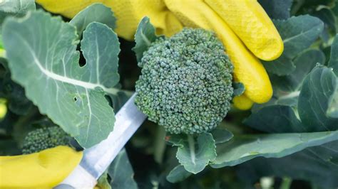 How To Harvest And Store Broccoli Broccoli Plant Growing Broccoli