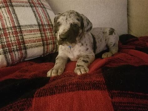 These great dane puppies located in colorado come from different cities, including, ordway, arriba. Great Dane Puppies For Sale | Valley Springs, CA #319004