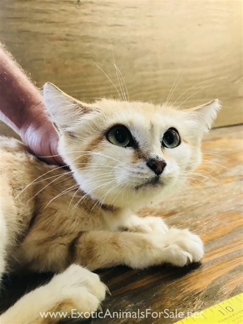We did not find results for: Female Sand Cat for Sale
