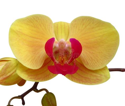 Wild Yellow Orchid Stock Image Image Of Macro Tropical 87164709