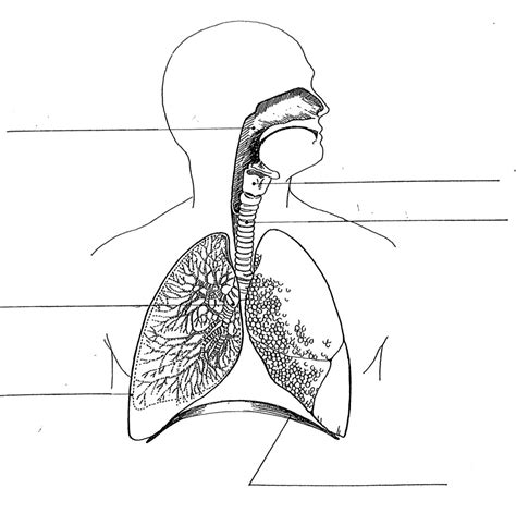 Label The Parts Of Your Respiratory System Diagram Quizlet