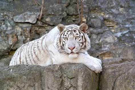 White Bengal Tiger Stock Photo Image Of Fluffy Cage 39758948