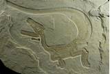Perfect Dinosaur Fossil Images