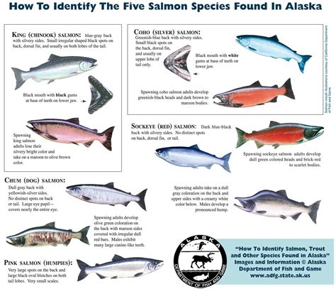 Salmon Species Salmon Species Salmon Salmon Fishing