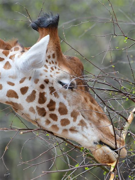 Giraffen werden im Zoo in Berlin gefüttert. Aufgenommen am 25.05.2020 ...