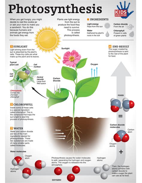 How And Why Do Plants Convert Sunlight Into Energy The Mommies Reviews