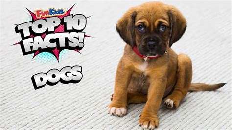 Top 10 Facts About Dogs Fun Kids The Uks Childrens Radio Station