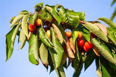 12 Cherry Tree Pests And Diseases You Need To Watch For