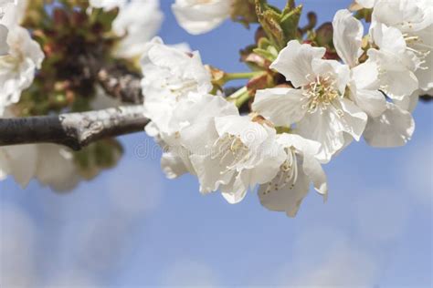 White Chery Blossom Sakura Blue Sky Background Stock Photos Free