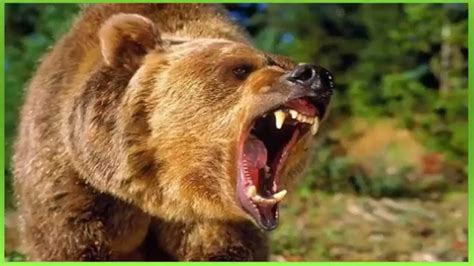 Efeito Sonoro Rugido De Urso Sound Effect Bear Roar 効果音、クマ轟音 声音