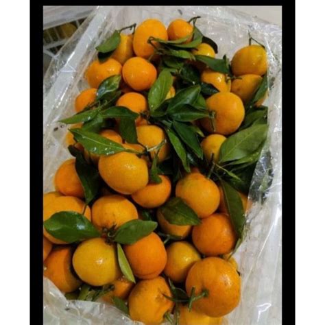 Jual Jeruk Shantang Madu Dan Jeruk Shantang Daun 1kg Shopee Indonesia