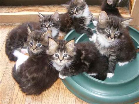 Cards that can be used for organization. Maine Coon Adoption: A Helpful Guide for Adopting or ...