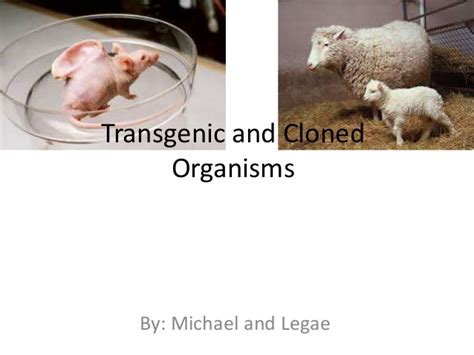 Transgenic animals can be used to make these biological products too. Transgenic and cloned organisms