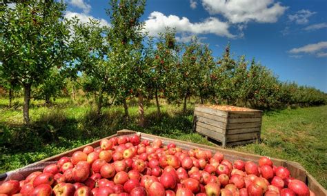 Best Apple Picking Places Near Me Fall Apple Orchard Events