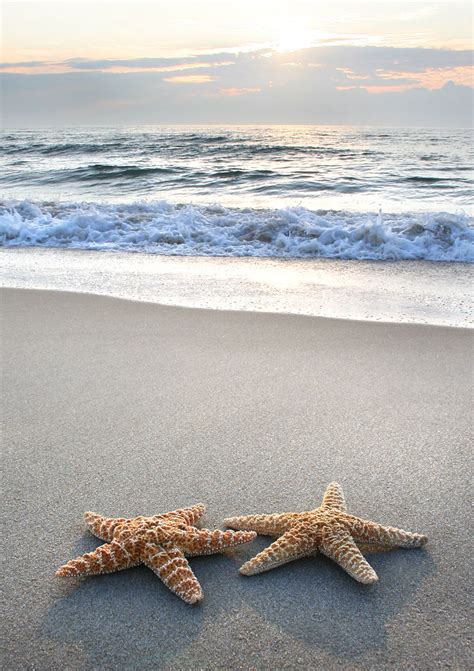 Love Is Two Starfish On A Beach Beautiful Beaches Sea Shells Ocean