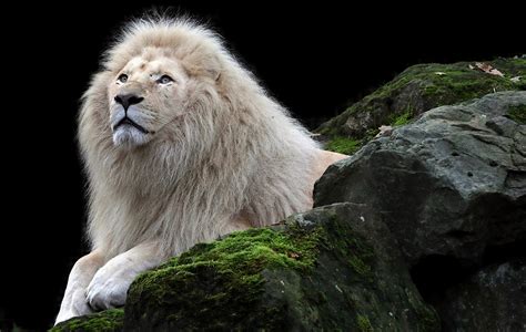 Papeis De Parede 2400x1520 Fauve Leão Branco Animalia Baixar Imagens