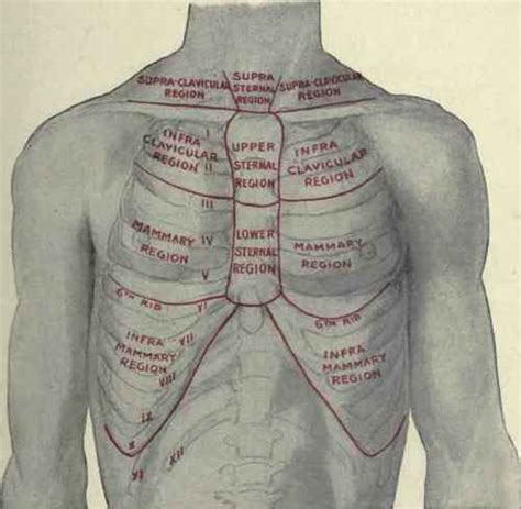 The Regions Of The Chest