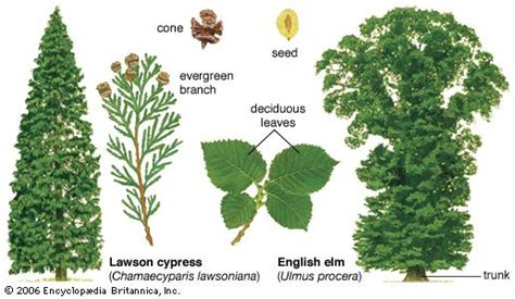 Deciduous Forest Plants List
