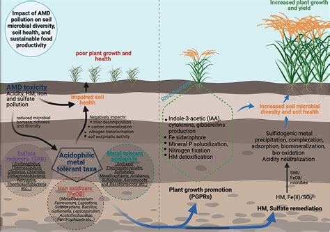 Frontiers Microbial Community Diversity Dynamics In Acid Mine