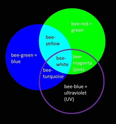 Bee Colours