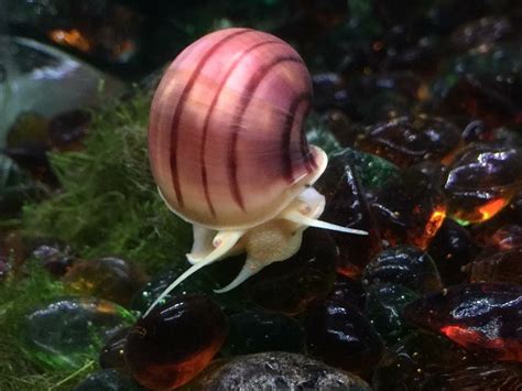 Mystery Snail Pink W Purple Stripes Aquarium Snails Mystery Snail