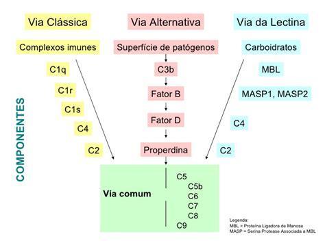 Palavras com 7 letras a palavra lectina possui 7 letras a palavra. Defesas Não Específicas: Sistema Complemento