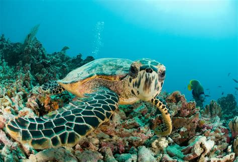 Endangered Creature Feature The Hawksbill Turtle Eco Kids Planet