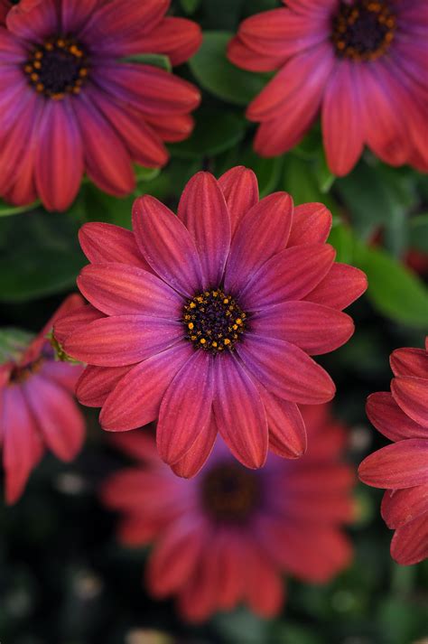Osteospermum Fortunette Red Flare Ball Horticultural Co Plants