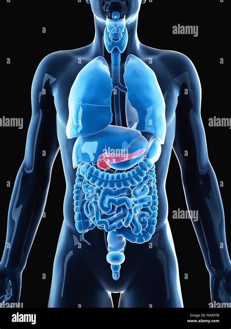 Healthy Pancreas Artwork Hi Res Stock Photography And Images Alamy