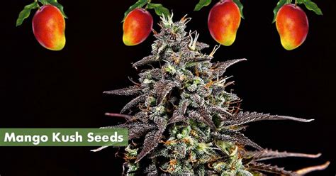 Where To Buy The Best Mango Kush Seeds Online 10buds
