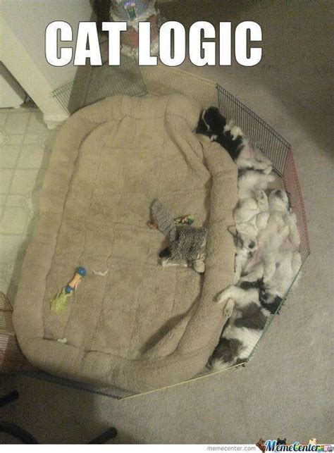 20 Cat Logic Memes Only Cat Owners Will Understand And