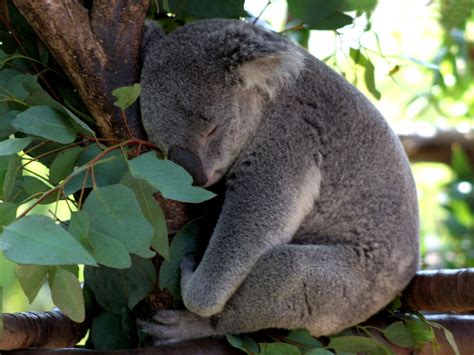Koala Sleeping In Tree