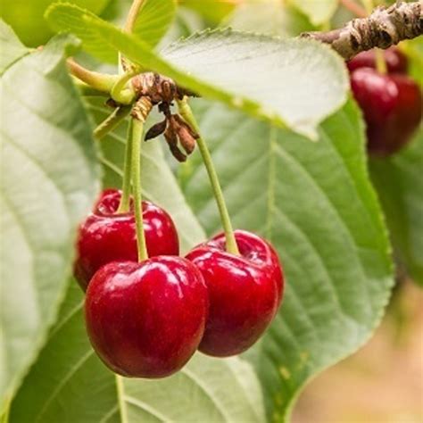 Cherry - Combo Cherry Fruit Tree