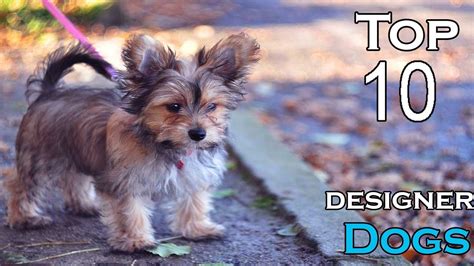 Top 10 Designer Dogs Youtube