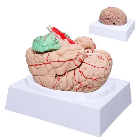 Buy Bcenyaz Human Brain Model Anatomy Life Size Anatomical Brain