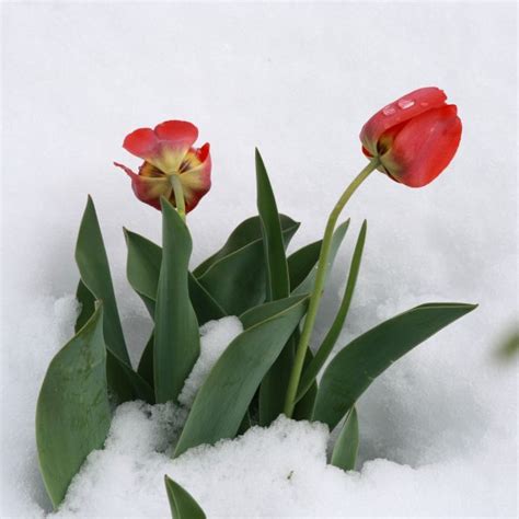 Tulips In Snow Free High Resolution Photo Photos Public Domain