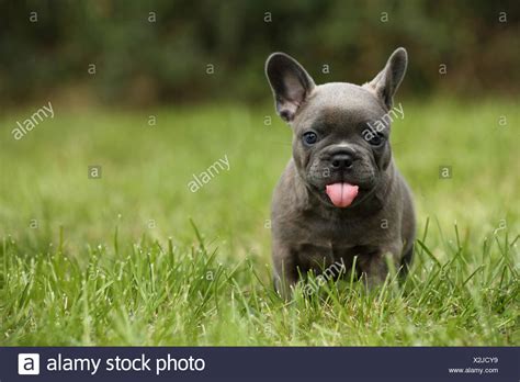 French Bulldog With Puppies 21 949 French Bulldog Puppy Images Free